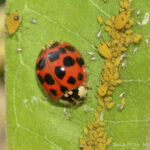 What Do Ladybugs Eat