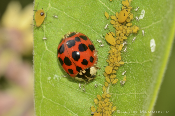 What Do Ladybugs Eat